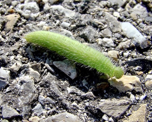green-veined white